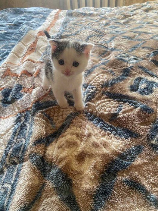 Веселые котята в добрые руки!