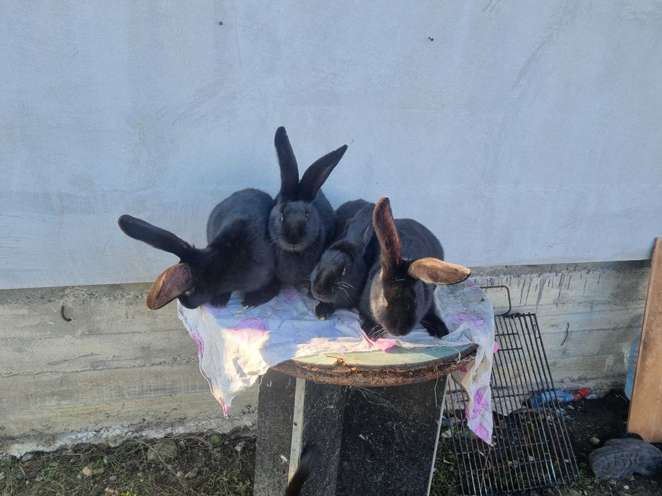 Masculi si  femele Fluture Janet!