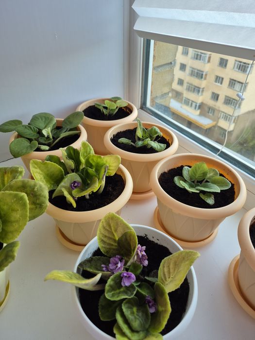Продам фиалки комнатные