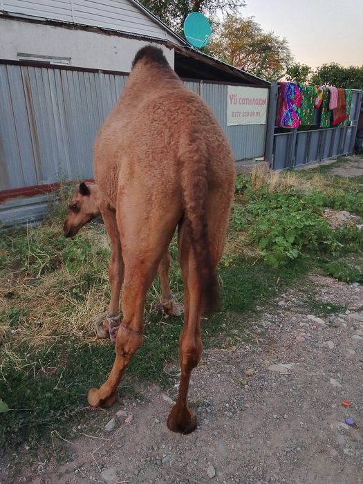 Ұрғашы нар сатылады