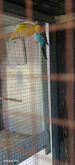Valnistila sotiladi ishlagan parla