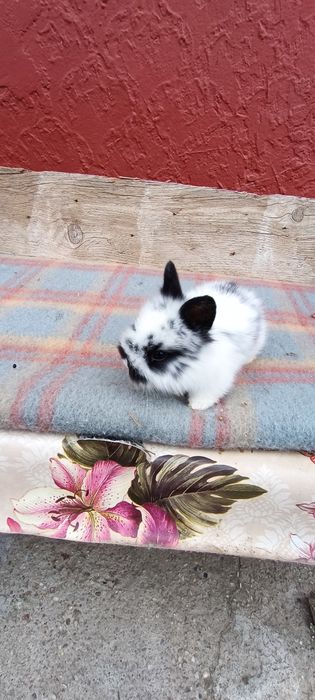 Iepuri mini cap de leu pitic