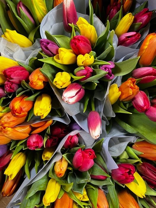 Тюльпаны по 850тг