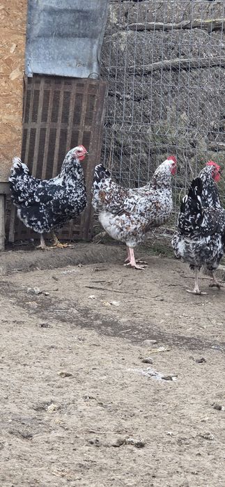 Oua incubat gaini livenski