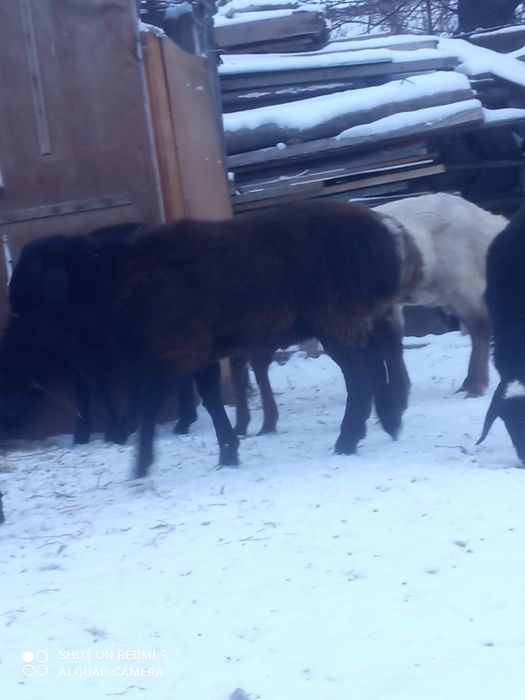 Семіз қойлар,тұқымдысы да бар