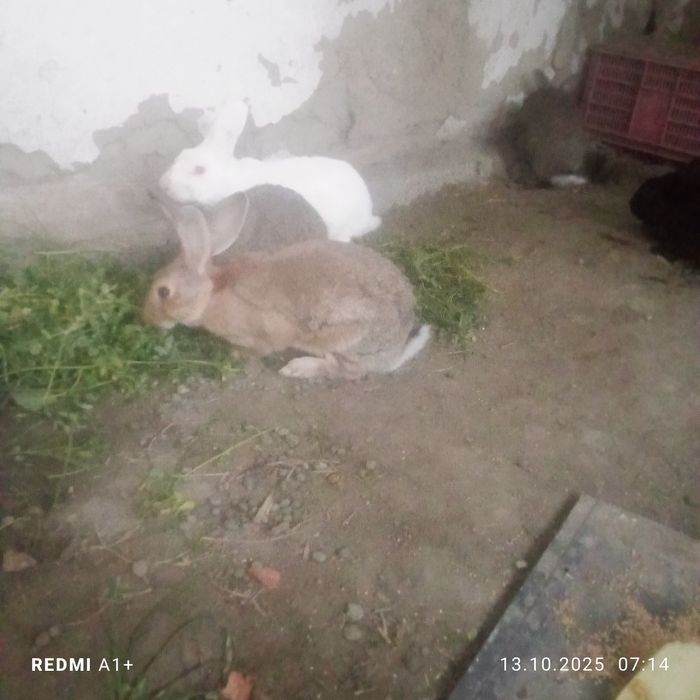 Куйонлар сотилади