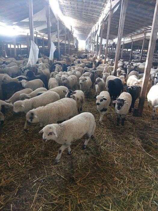 Miei de vânzarede la 20kg până la50kg