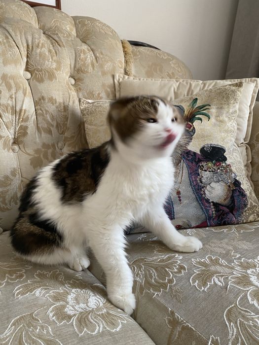 Кот Феофан Петрович