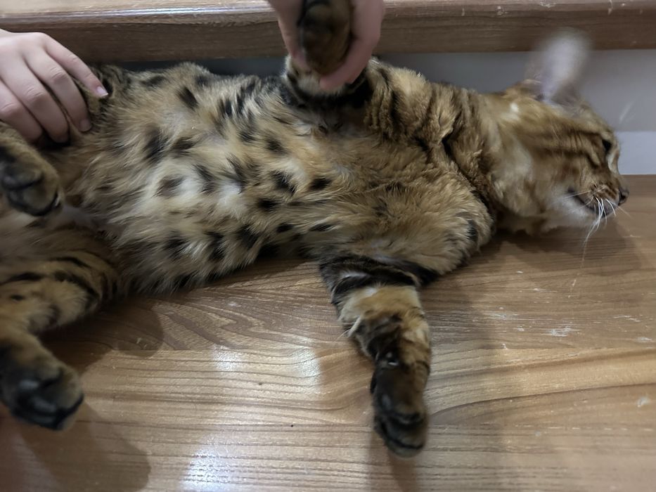 Продам Бенгальского кота