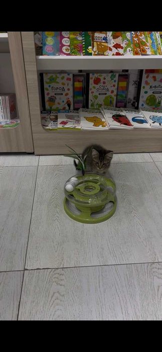 Котёнок Мурчик ищет семью!