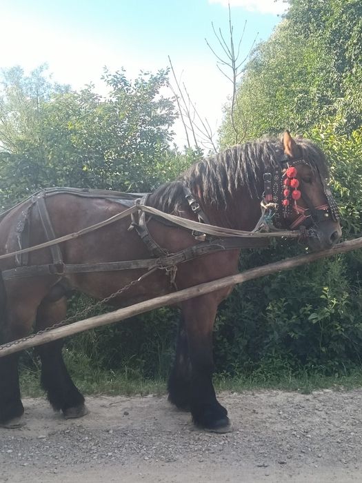 Vand manz de 3 ani
