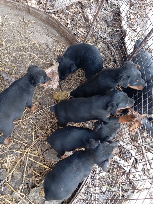 Продам щенков породы як терьер