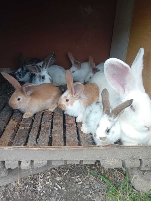 Зайци Белгийски великани