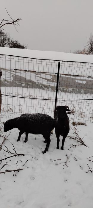 Vind oi de carne fata și băiat oițele au sase luni nu le dau decit inp