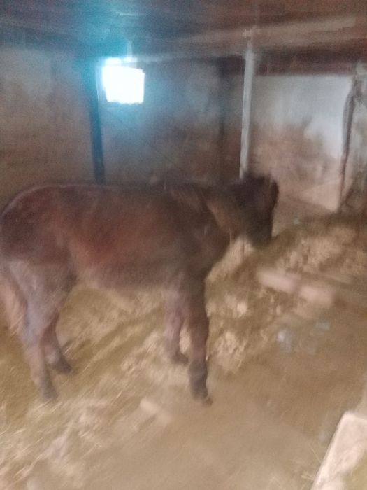 Жабагы жеребец 11 мемяцев