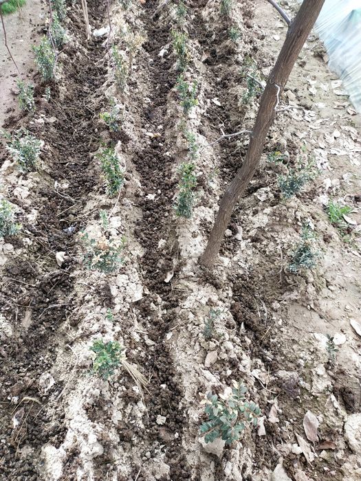 Shamshod Click 4-5 yillik