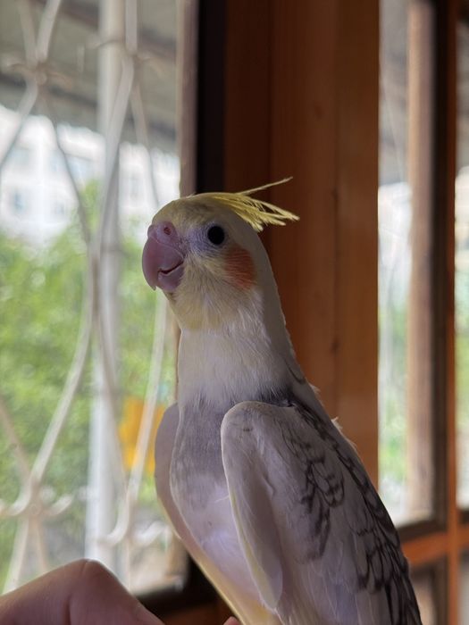 Ручной попугай Корелла