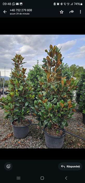 Vindem magnolie grandiflora tufa/copac