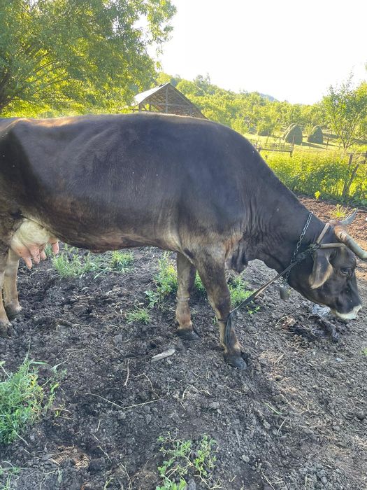 Vând vaca cu vitel
