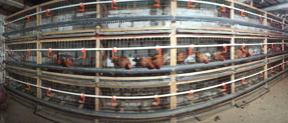 Tovuq nesushkaga qafas