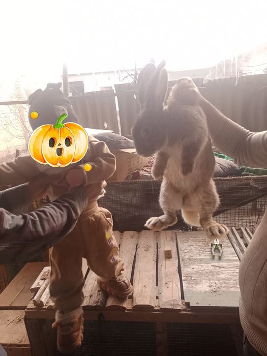 Flandr quyon sotiladi