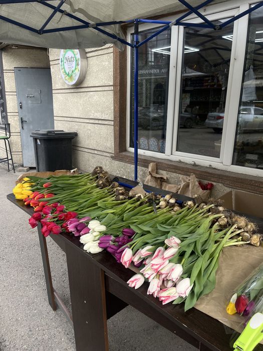 Тюльпаны по 650