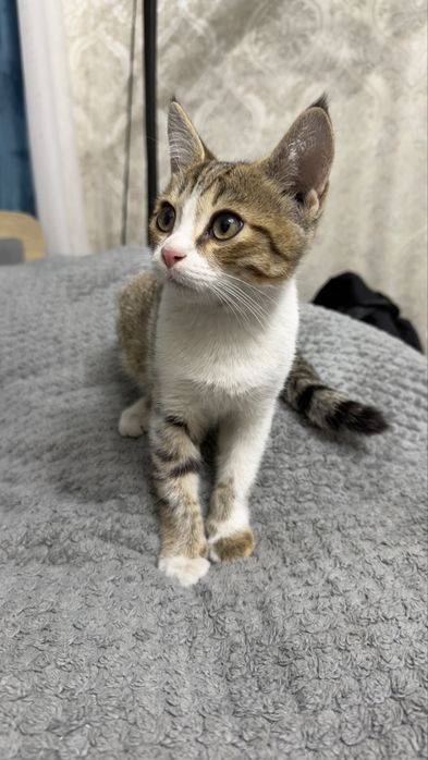 Котенок мальчик ищет дом