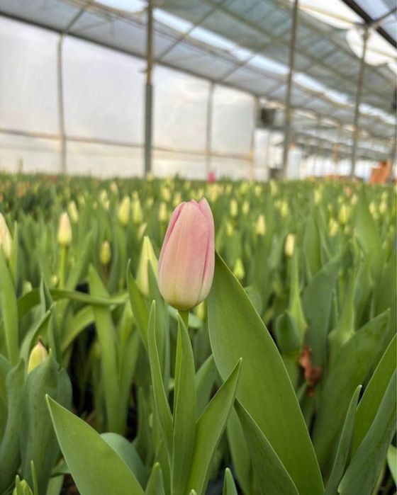 Тюльпаны оптом цветы