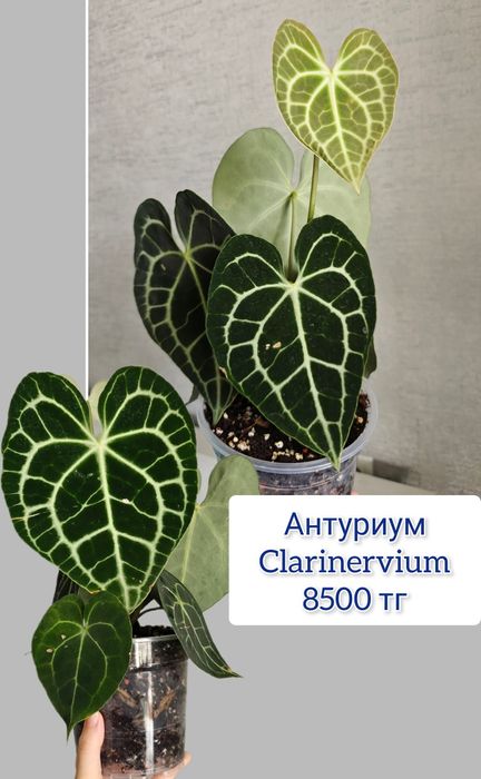 Гастерия суккуленты комнатные цветы