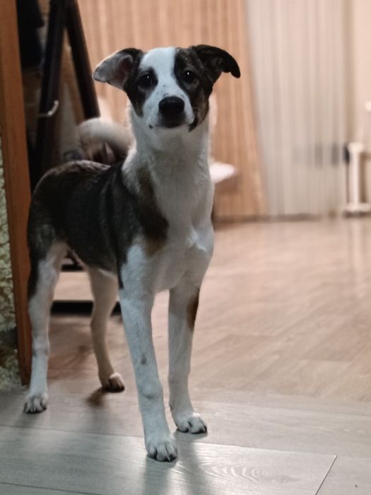 Ищет дом девочка!