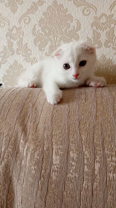 Продам пародистого котёнка