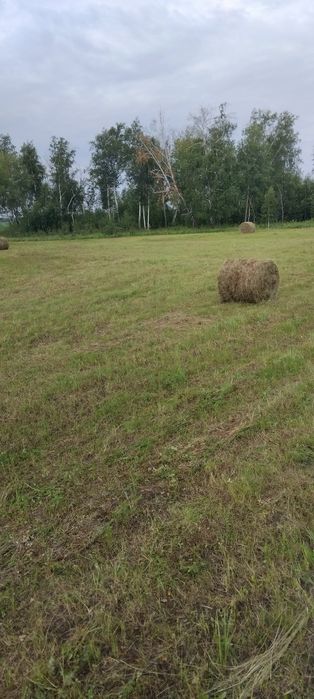 Продам сено рулоны