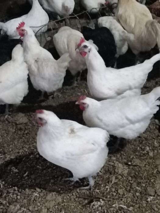 Ouă de incubat gaini La Bresse