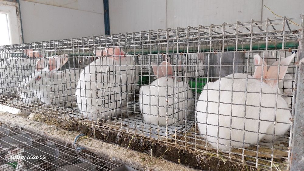 Vînd iepuri hycoli francez începând de la 2-6luni,