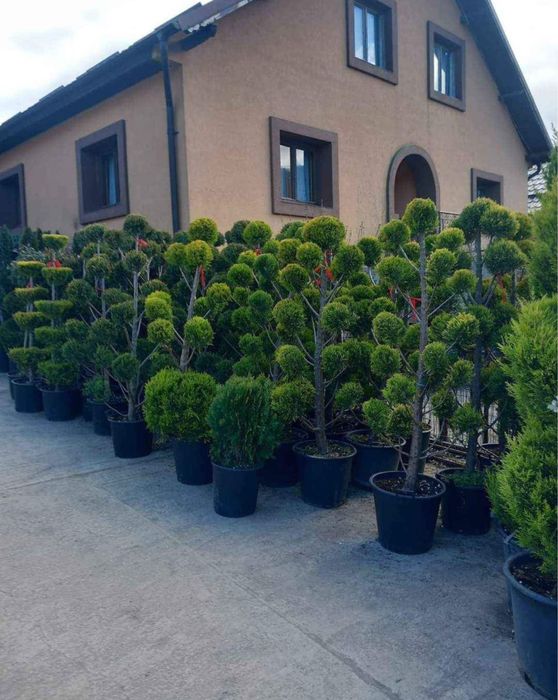 Plante ornamentale ,gazon ,tuia,mesteacan