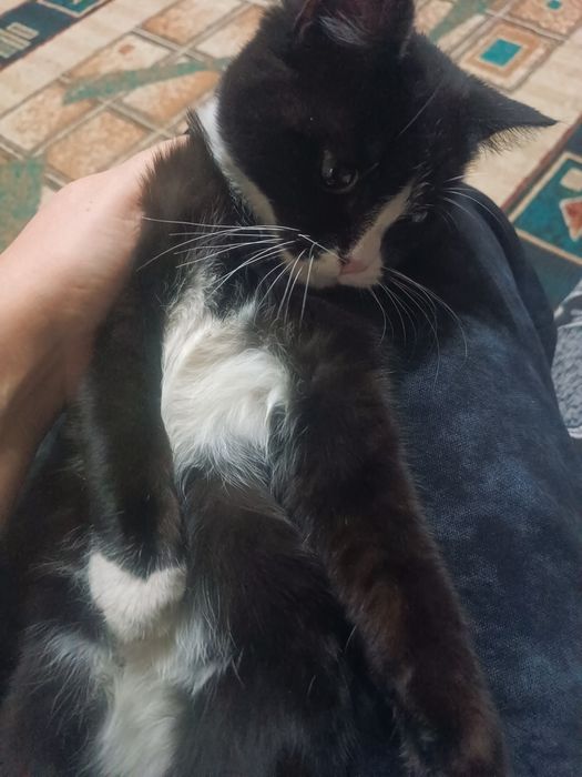Отдам котенка 5 месяцев в добрые руки