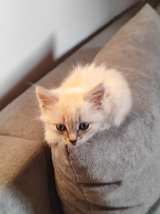 Милая котята ищет дом