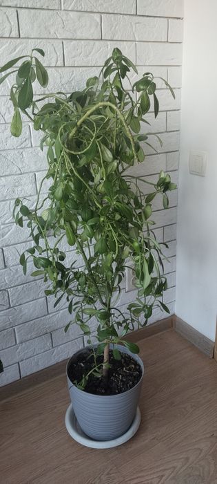 Цветок Молочай. Молочай.