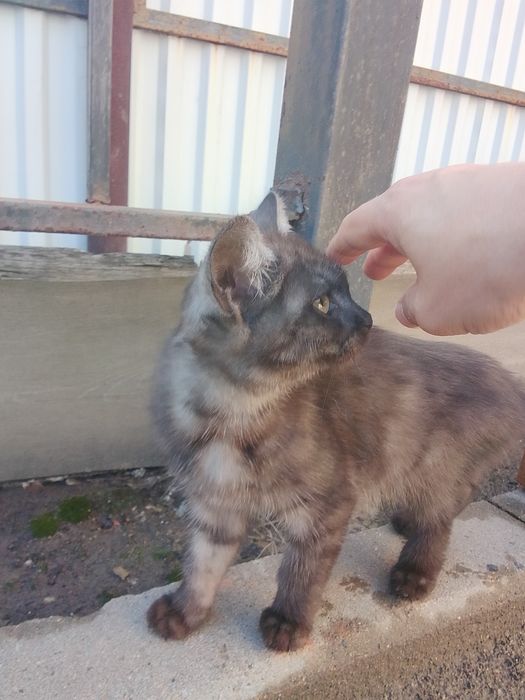 Отдам котёнка два месяца