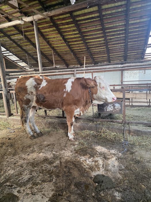 Vând junică de 2 ani