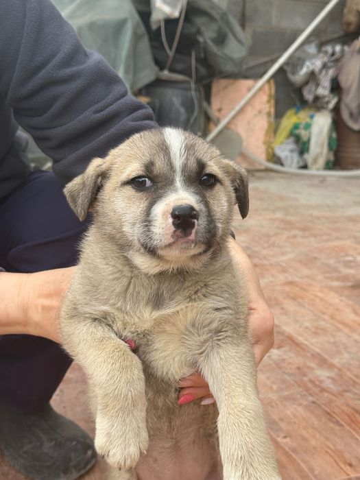 В добрые руки: щенок-девочка