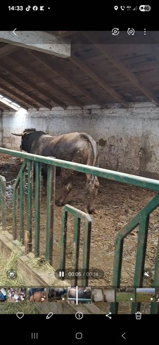 Taur Aubrac de vânzare