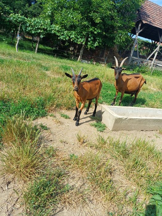Vând o iada alpin francez și doi tapi alpin francez
