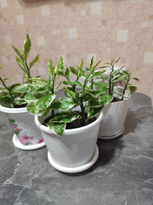 Продам педилантус