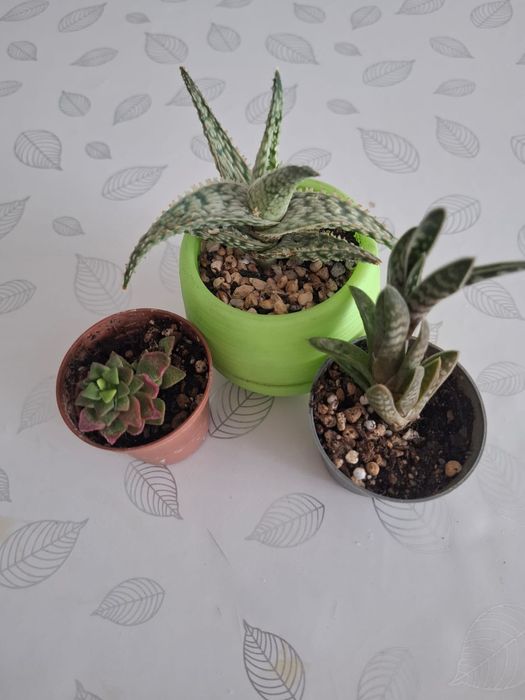 Продам суккуленты