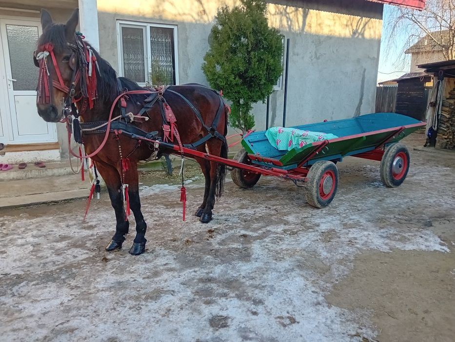 Iapă trapasă foarte cuminte