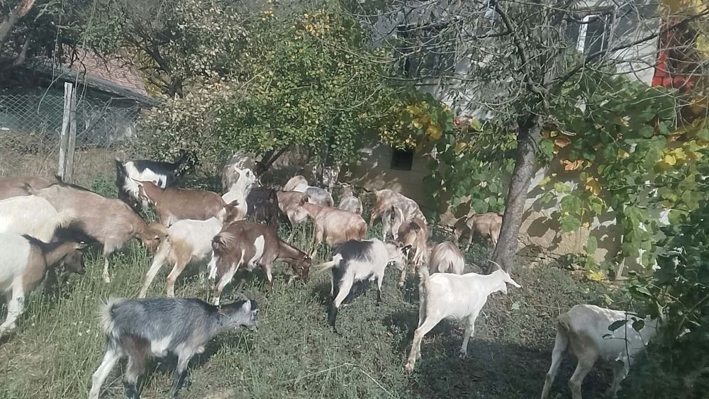De vânzare capre