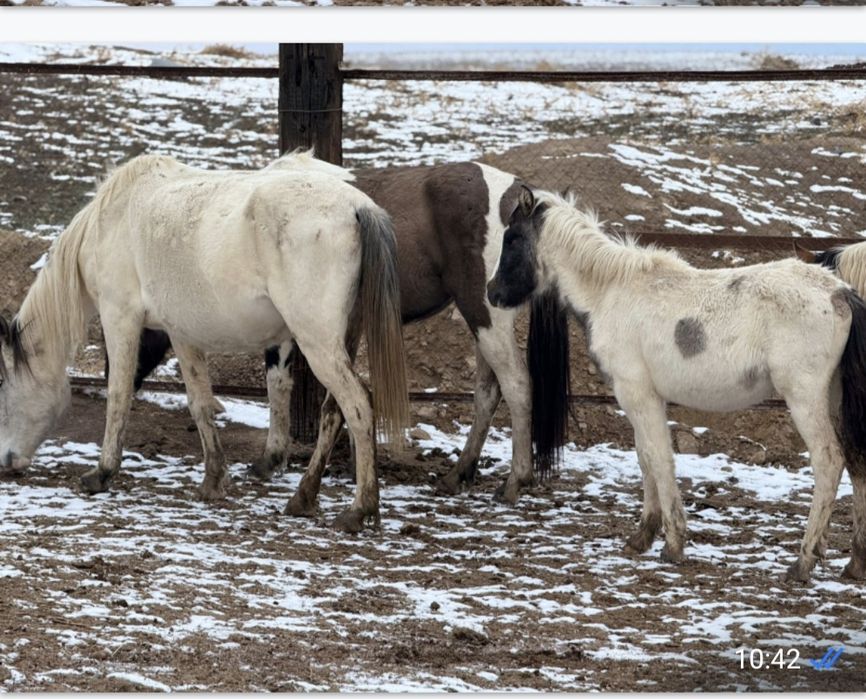 Лошади (кобылы, жеребята)