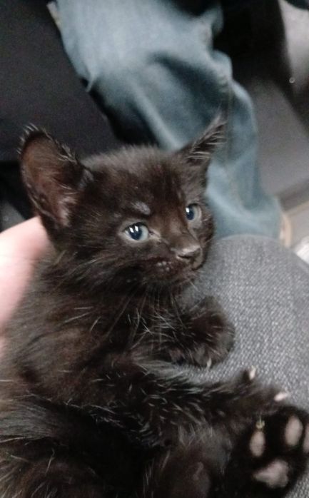 Отдам котёнка девочку