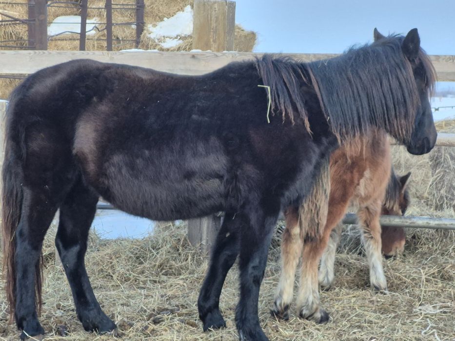 Продам лошадь с жеребенком